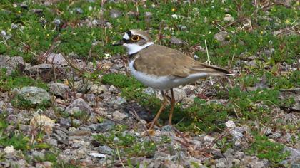 Little Ringed Plover