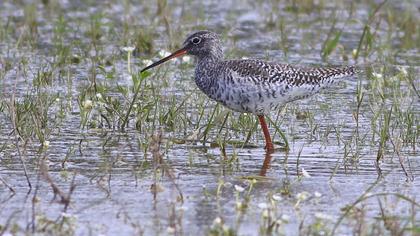 Spotted Redshank