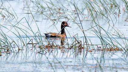 Ferruginous Duck