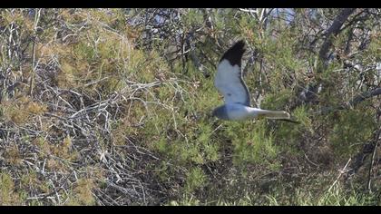 Hen Harrier