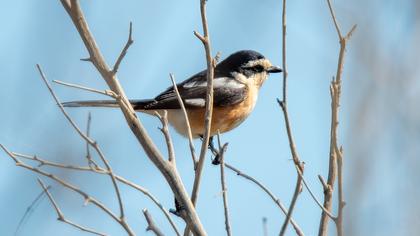 Masked Shrike