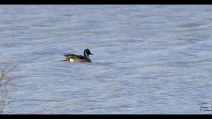 Northern Pintail