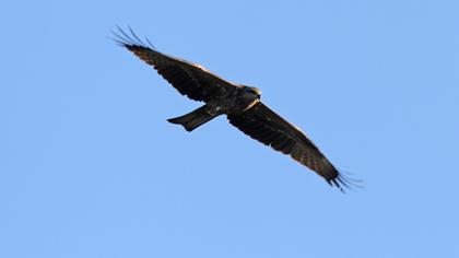 Black Kite