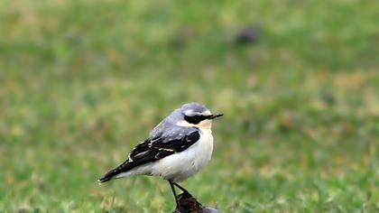 Northern Wheatear
