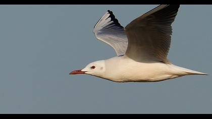 Slender-billed Gull