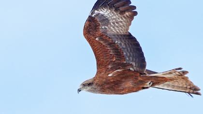 Black Kite
