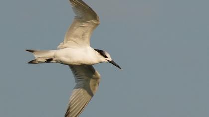 Sandwich Tern