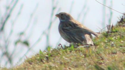 Corn Bunting