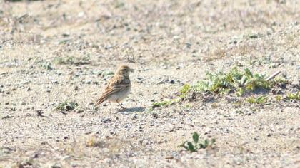 Greater Short-toed Lark