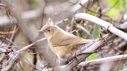 Savi`s Warbler