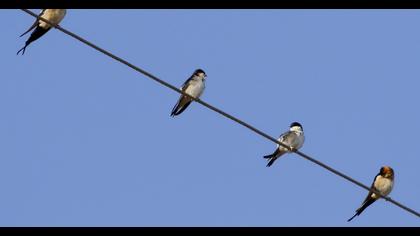 Red-rumped Swallow