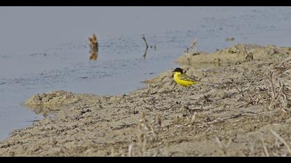 Western Yellow Wagtail