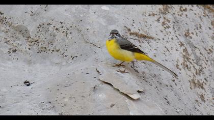 Grey Wagtail