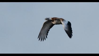 Great Bustard
