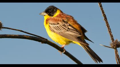 Black-headed Bunting