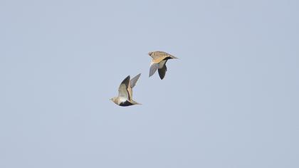 Black-bellied Sandgrouse