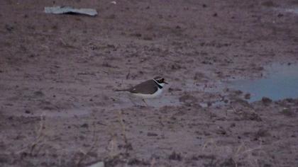 Little Ringed Plover