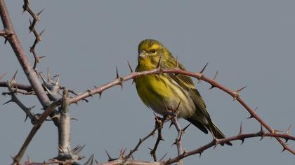 European Serin