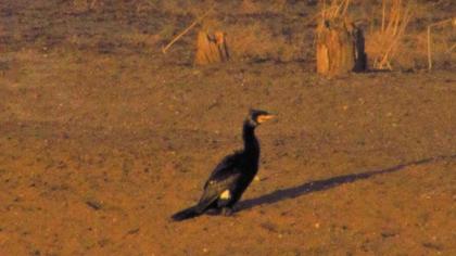 Great Cormorant