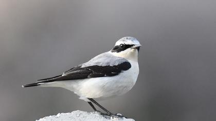 Northern Wheatear