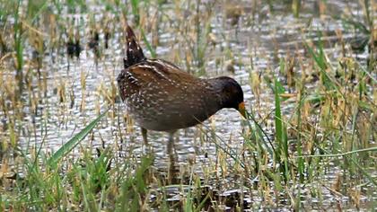 Spotted Crake