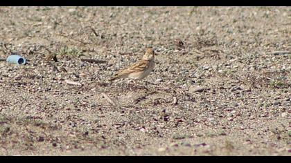 Greater Short-toed Lark