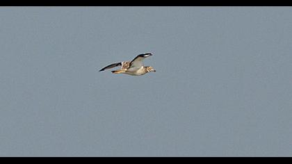 Eurasian Stone-curlew