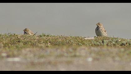 Corn Bunting