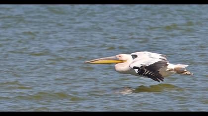 Great White Pelican