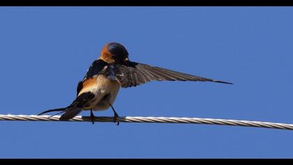 Red-rumped Swallow