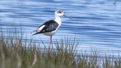 Black-winged Stilt