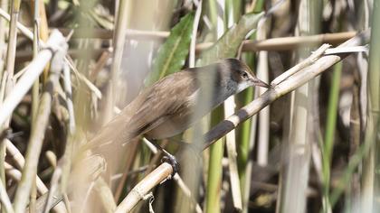 Great Reed Warbler