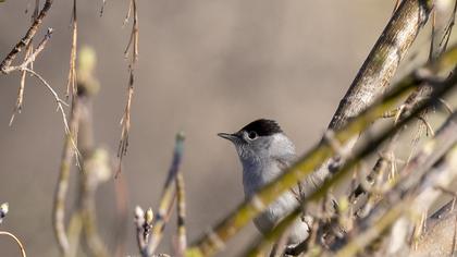 Karabaşlı ötleğen