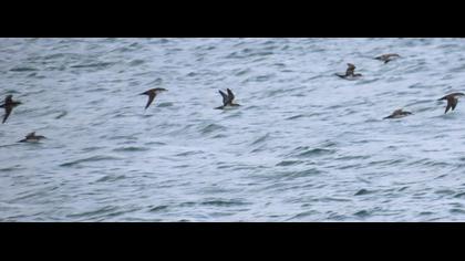 Yelkouan Shearwater