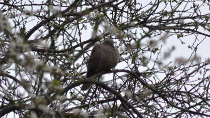 Eurasian Collared Dove