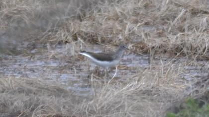 Green Sandpiper