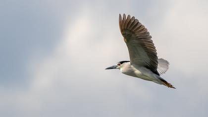Black-crowned Night Heron