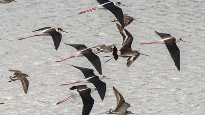 Black-winged Stilt