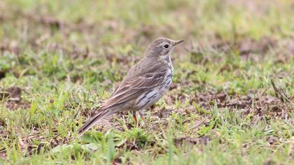 Buff-bellied Pipit