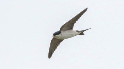 Common House Martin
