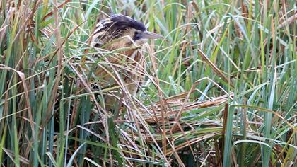 Eurasian Bittern