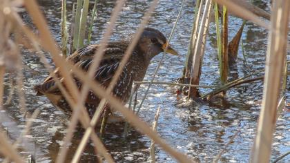 Spotted Crake