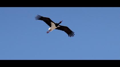 Black Stork
