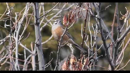 Rock Bunting