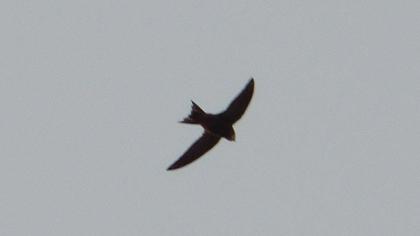 Common Swift