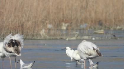 Küçük ak balıkçıl