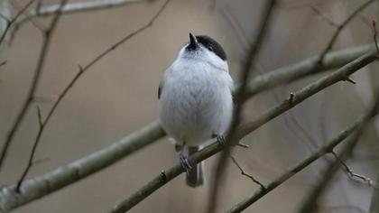 Marsh Tit