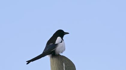 Eurasian Magpie