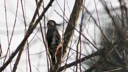 Great Spotted Woodpecker