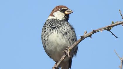 Spanish Sparrow